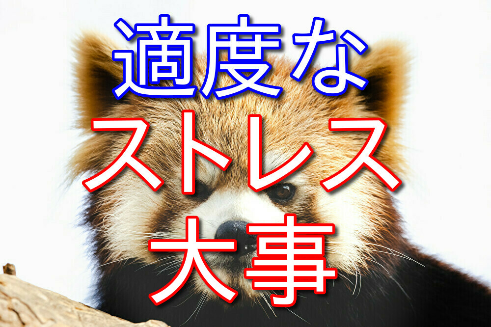 適度なストレスがあった方が楽しいことした時の楽しさも倍増する